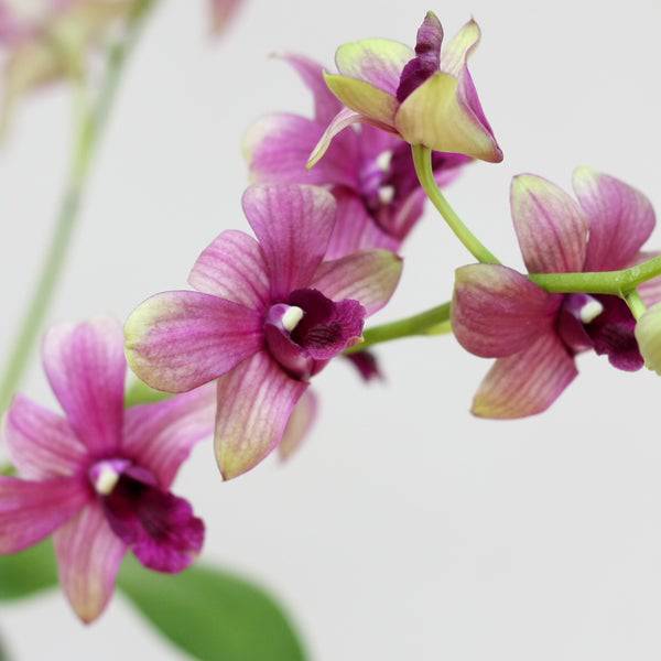Dendrobium Purple Splash - Without Flowers - Buy Orchids Plants Online by Orchid-Tree.com