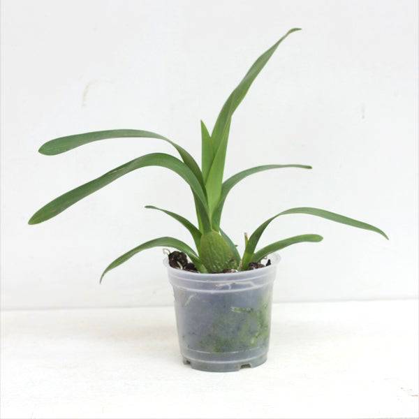 Oncidium (Wils.) Warm Memories ‘Wild Fire' - Without Flower | MS - Buy Orchids Plants Online by Orchid-Tree.com