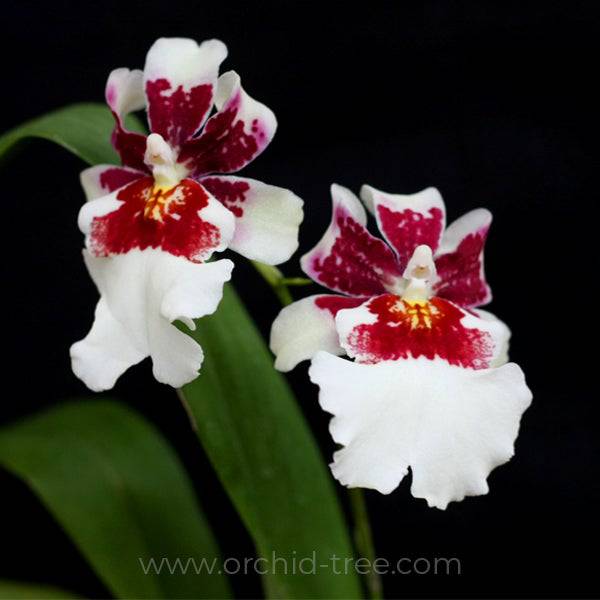 Oncidium (Mtdm.) Bartley Schwarz 'White' - Without Flowers | BS - Buy Orchids Plants Online by Orchid-Tree.com