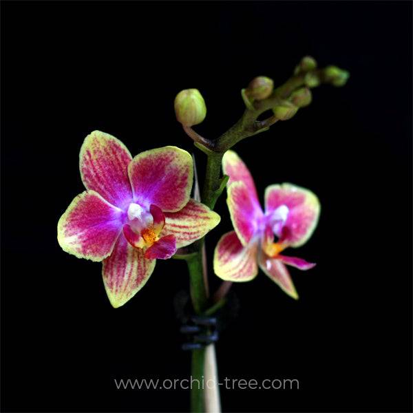 Miniature Phalaenopsis Gold Trias- Without Flowers | BS - Buy Orchids Plants Online by Orchid-Tree.com