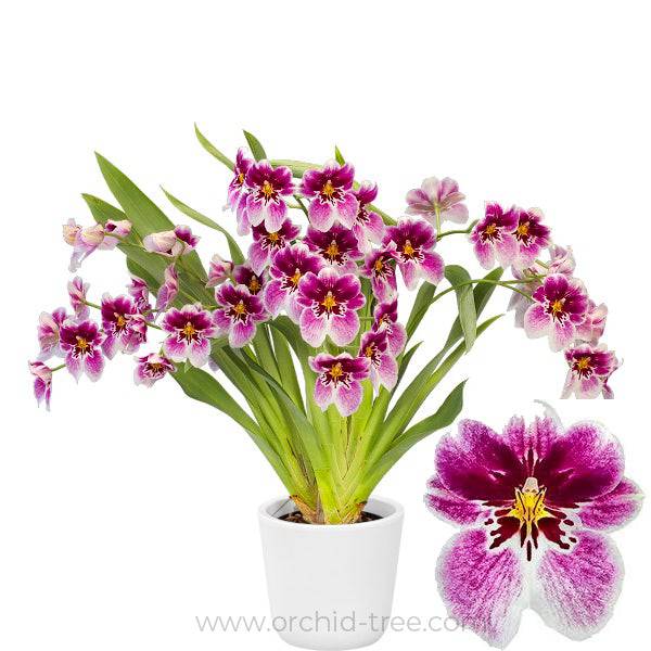 Oncidium (Milt.) Princess Diana 'Red Baron' -Without Flower | BS - Buy Orchids Plants Online by Orchid-Tree.com