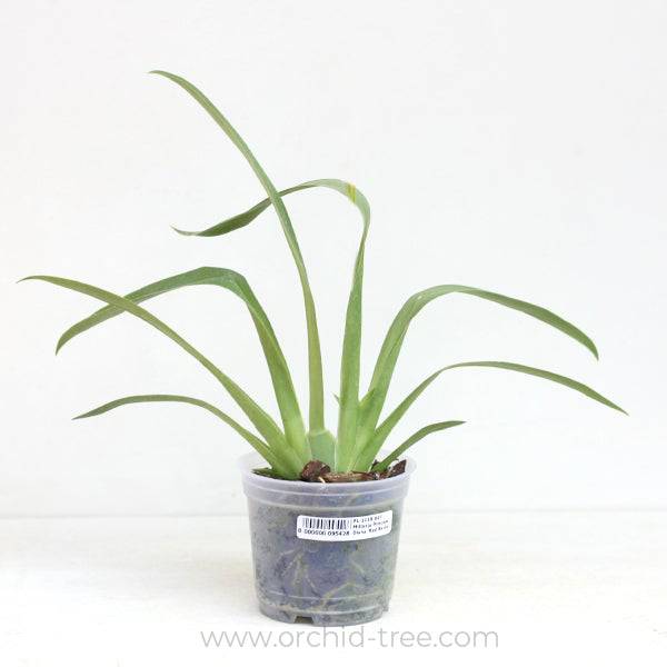 Oncidium (Milt.) Princess Diana 'Red Baron' -Without Flower | BS - Buy Orchids Plants Online by Orchid-Tree.com
