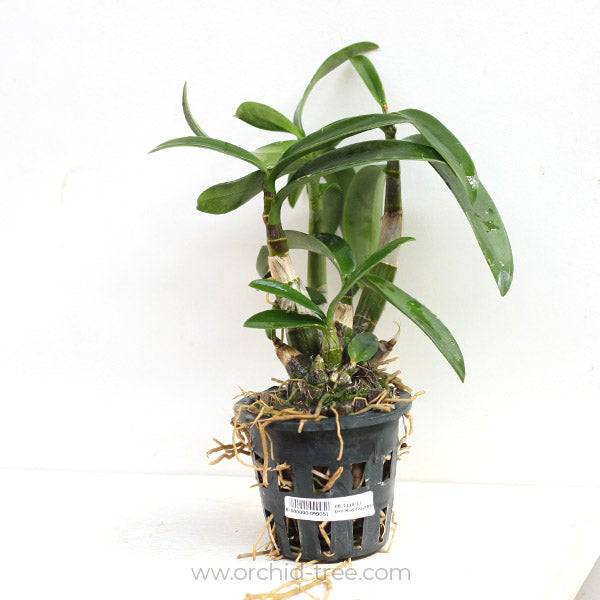 Dendrobium Red Twist - Without Flowers | BS - Buy Orchids Plants Online by Orchid-Tree.com