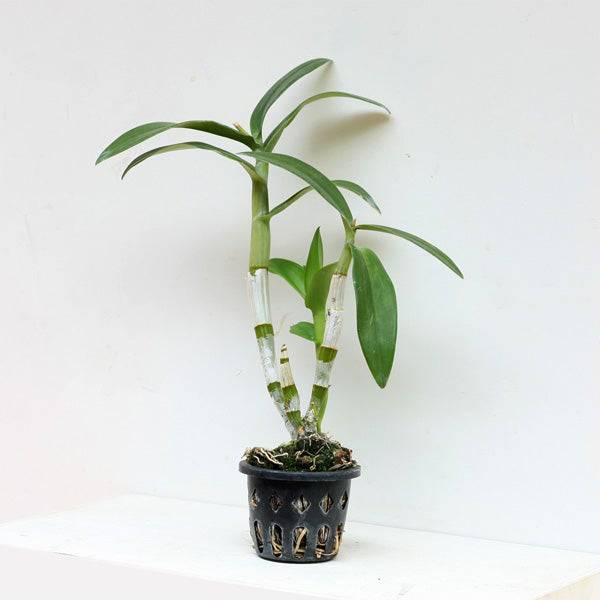 Dendrobium Dark Pink Stripe - Without flowers | BS - Buy Orchids Plants Online by Orchid-Tree.com