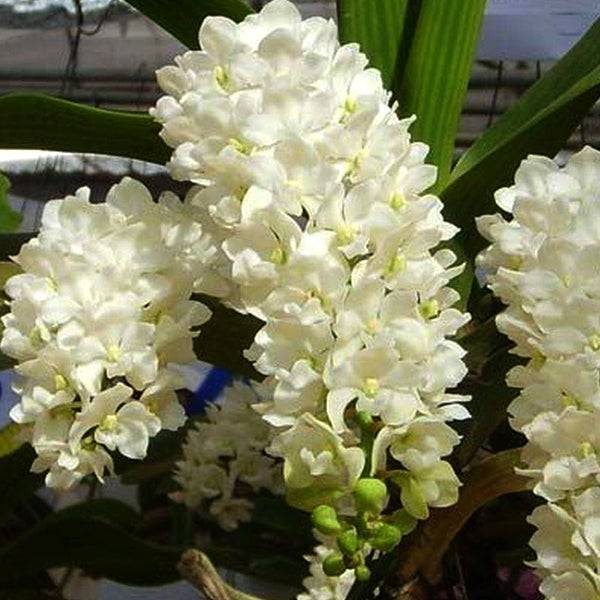 Rhynchostylis Gigantea White - Without Flowers | BS - Buy Orchids Plants Online by Orchid-Tree.com