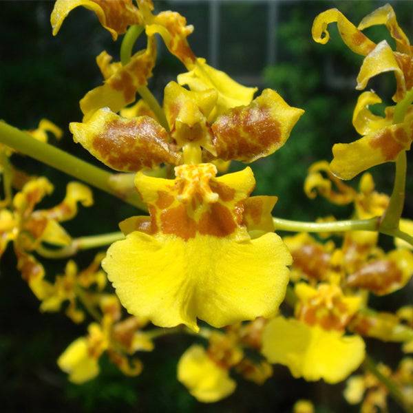 Oncidium sphacelatum sp. -Without Flower | BS - Buy Orchids Plants Online by Orchid-Tree.com