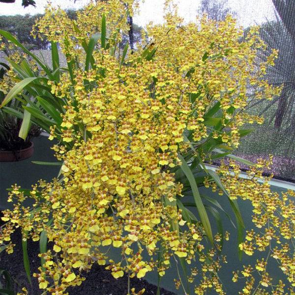 Oncidium sphacelatum sp. -Without Flower | BS - Buy Orchids Plants Online by Orchid-Tree.com