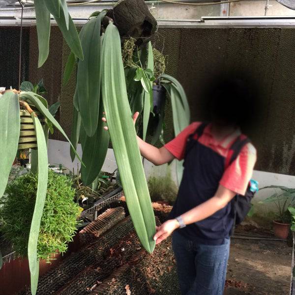 Bulbophyllum phalaenopsis sp. - Wtihout Flower | SS - Buy Orchids Plants Online by Orchid-Tree.com