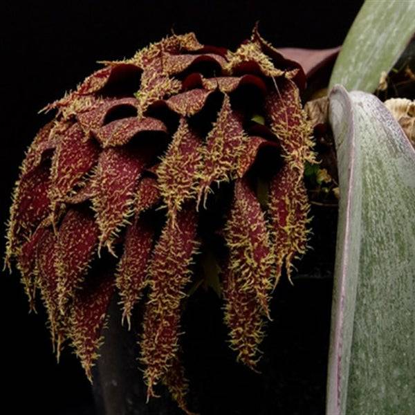 Bulbophyllum phalaenopsis sp. - Wtihout Flower | SS - Buy Orchids Plants Online by Orchid-Tree.com
