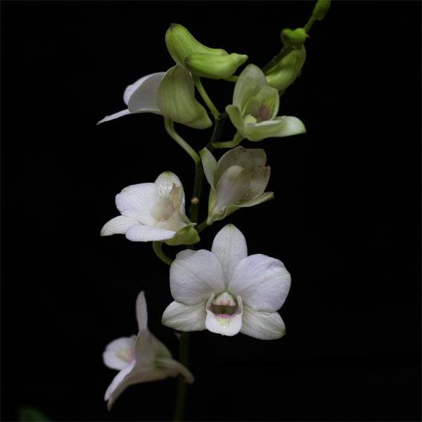 Dendrobium Miniature White - Without Flowers | BS - Buy Orchids Plants Online by Orchid-Tree.com