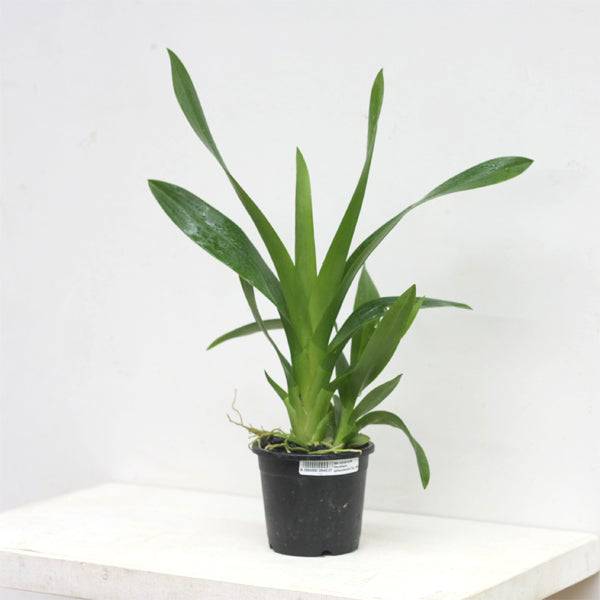 Oncidium sphacelatum sp. -Without Flower | BS - Buy Orchids Plants Online by Orchid-Tree.com
