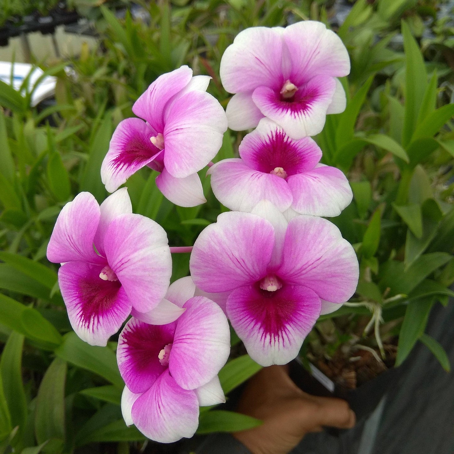 Valentines Day Gift - Dendrobium Miniature - With Flowers - Buy Orchids Plants Online by Orchid-Tree.com