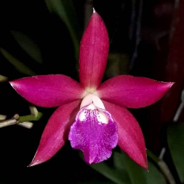 Cattleya Jairak Fire Star - Without Flowers | MS - Buy Orchids Plants Online by Orchid-Tree.com