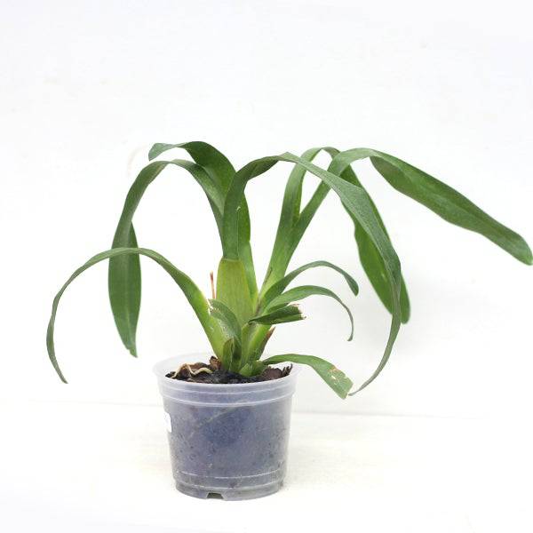 Oncidium (Milt) Sunset -Without Flower | BS - Buy Orchids Plants Online by Orchid-Tree.com