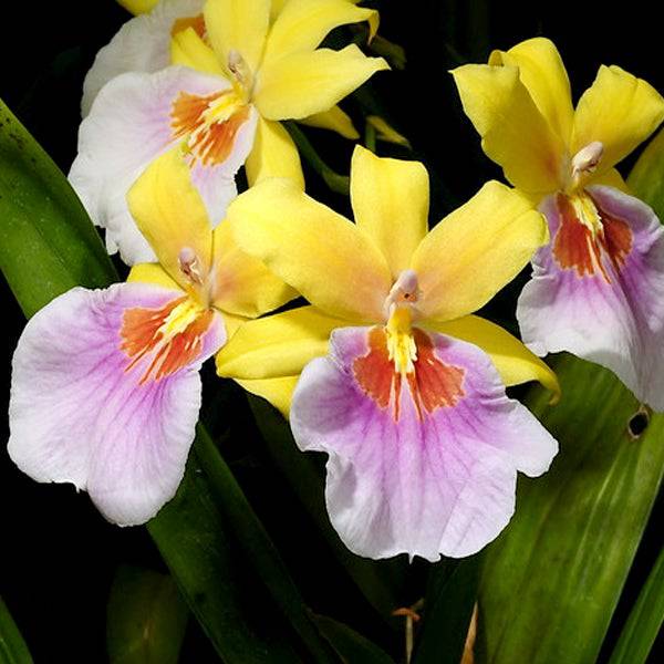 Oncidium (Milt) Sunset -Without Flower | BS - Buy Orchids Plants Online by Orchid-Tree.com