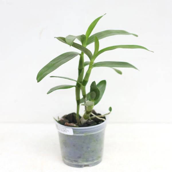 Dendrobium Comet King 'Akatsuki' - Without Flowers | BS - Buy Orchids Plants Online by Orchid-Tree.com