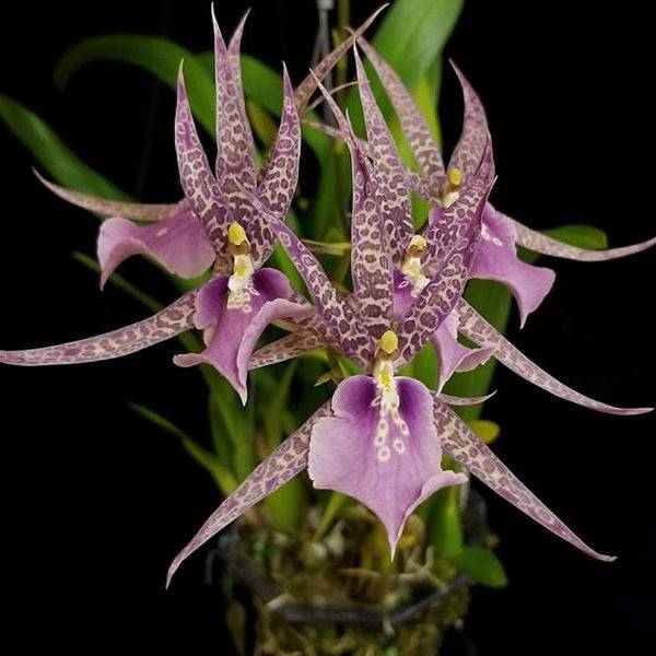 Oncidium (Mta.) Charles M. Fitch 'Izumi' - Without Flower | BS - Buy Orchids Plants Online by Orchid-Tree.com