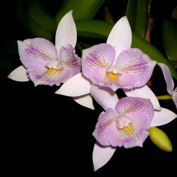 Cattleya (Caulocattleya) Chantily Lace - Without Flower | BS - Buy Orchids Plants Online by Orchid-Tree.com