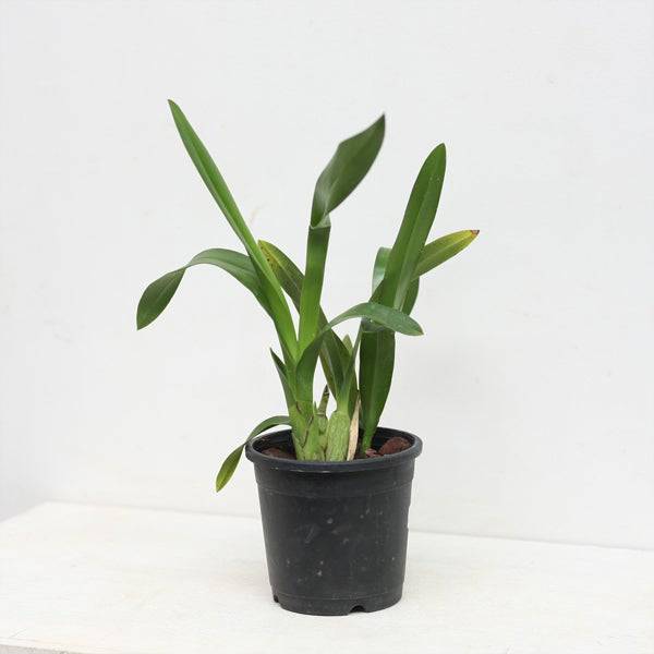 Oncidium (Mta.) Charles M. Fitch 'Izumi' - Without Flower | BS - Buy Orchids Plants Online by Orchid-Tree.com
