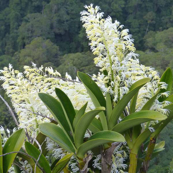 Dendrobium speciosum sp. |Australian Dendrobium - Without Flower | BS - Buy Orchids Plants Online by Orchid-Tree.com