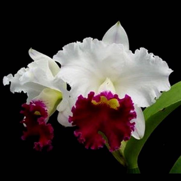 Cattleya Chyong Guu Swan- Without Flowers | BS - Buy Orchids Plants Online by Orchid-Tree.com