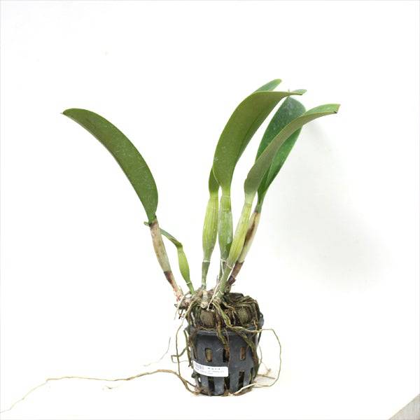 Cattleya Chyong Guu Swan- Without Flowers | BS - Buy Orchids Plants Online by Orchid-Tree.com