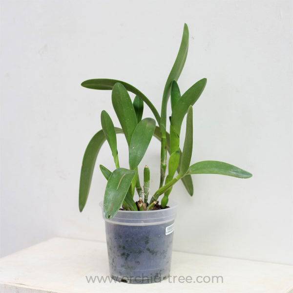 Cattleya bowringiana var. red sp. - Without Flower | BS - Buy Orchids Plants Online by Orchid-Tree.com