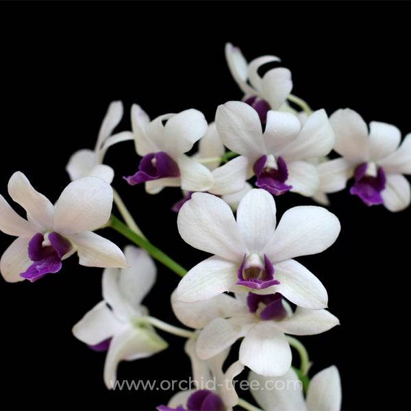 Dendrobium Wooleng - Without Flowers | BS - Buy Orchids Plants Online by Orchid-Tree.com