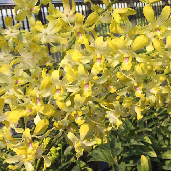 Dendrobium Yellow Twist - Without Flowers | BS - Buy Orchids Plants Online by Orchid-Tree.com