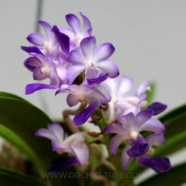 Rhynchostylis coelestis Blue sp.- Without Flowers | BS - Buy Orchids Plants Online by Orchid-Tree.com