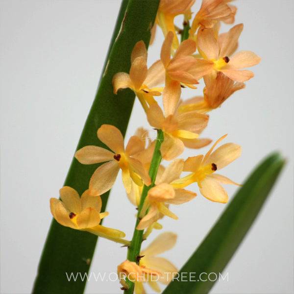 Ascofinetia miniatum x ampullaceum - With Flower | FF - Buy Orchids Plants Online by Orchid-Tree.com