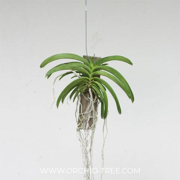 Rhynchostylis coelestis Blue sp.- Without Flowers | BS - Buy Orchids Plants Online by Orchid-Tree.com