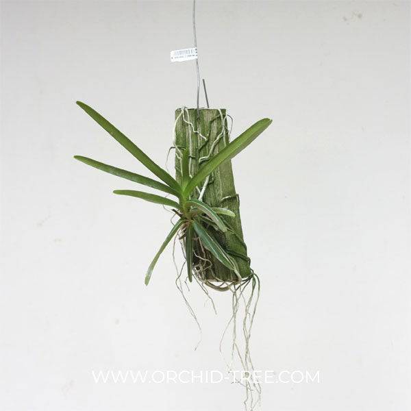 Ascofinetia miniatum x ampullaceum - With Flower | FF - Buy Orchids Plants Online by Orchid-Tree.com