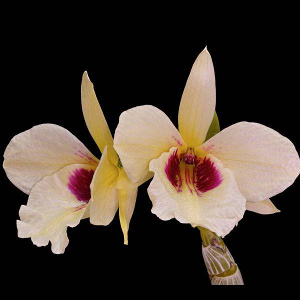 Dendrobium albosanguineum sp. - Without Flowers | BS - Buy Orchids Plants Online by Orchid-Tree.com