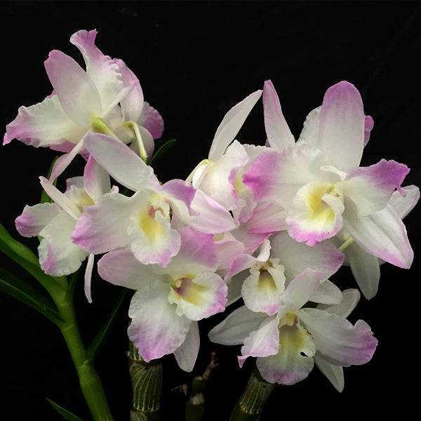 Dendrobium Spring Dream ‘Kumiko’ - With Tiny Spike | FF - Buy Orchids Plants Online by Orchid-Tree.com