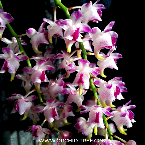 Aerides quinquvelnera sp. - FF