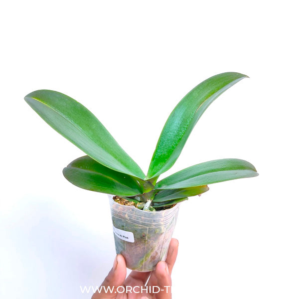 Phalaenopsis Fuller's Al-Plus -FF
