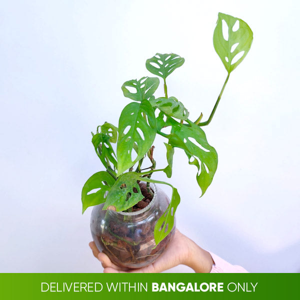 Monstera adansonii (Glass Bowl)