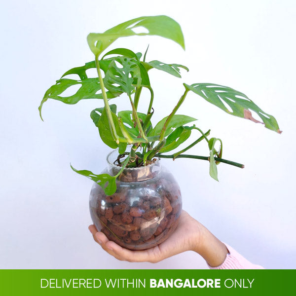 Monstera adansonii (Glass Bowl)