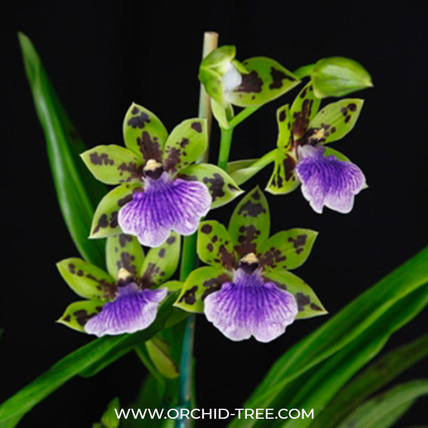 Zygopetalum Adelaide Meadows - BS