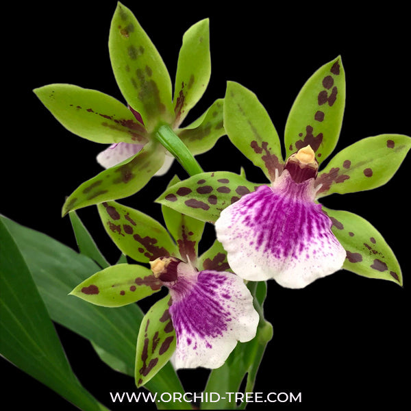 Zygopetalum Adelaide Meadows - BS