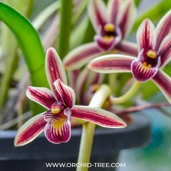 Cymbidium aloifolium sp. - BS