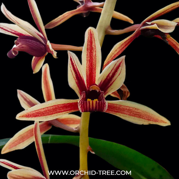 Cymbidium aloifolium sp. - BS