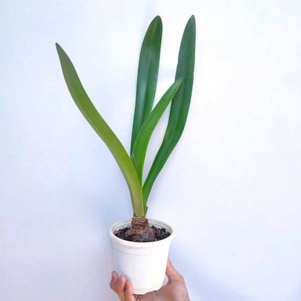 Amaryllis Double Orange | Without Flowers