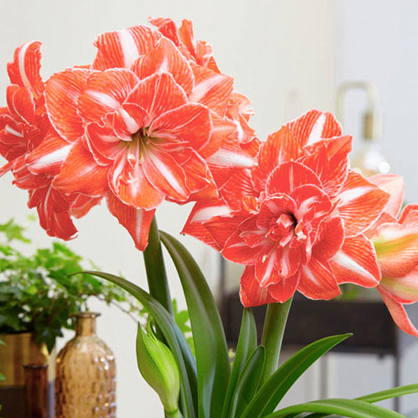 Amaryllis Double Orange | Without Flowers