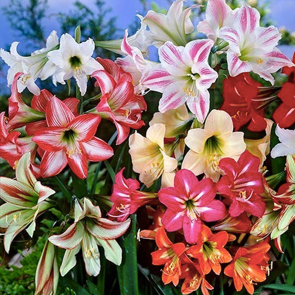 Amaryllis Dutch Assorted | BS