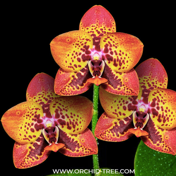Phalaenopsis Zheng Min Anaconda - BS