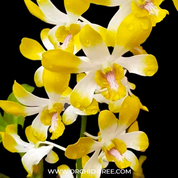 Dendrobium Anching Lubag x Mayneal Urawan - BS