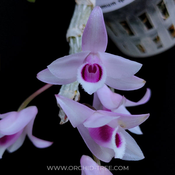 Dendrobium anosmum sp. - MS - Buy Orchids Plants Online by Orchid-Tree.com