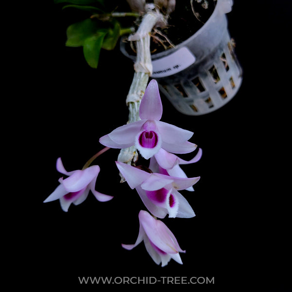 Dendrobium anosmum sp. - MS - Buy Orchids Plants Online by Orchid-Tree.com